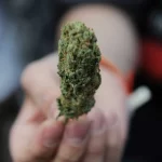 shop hhc flower from exhale
