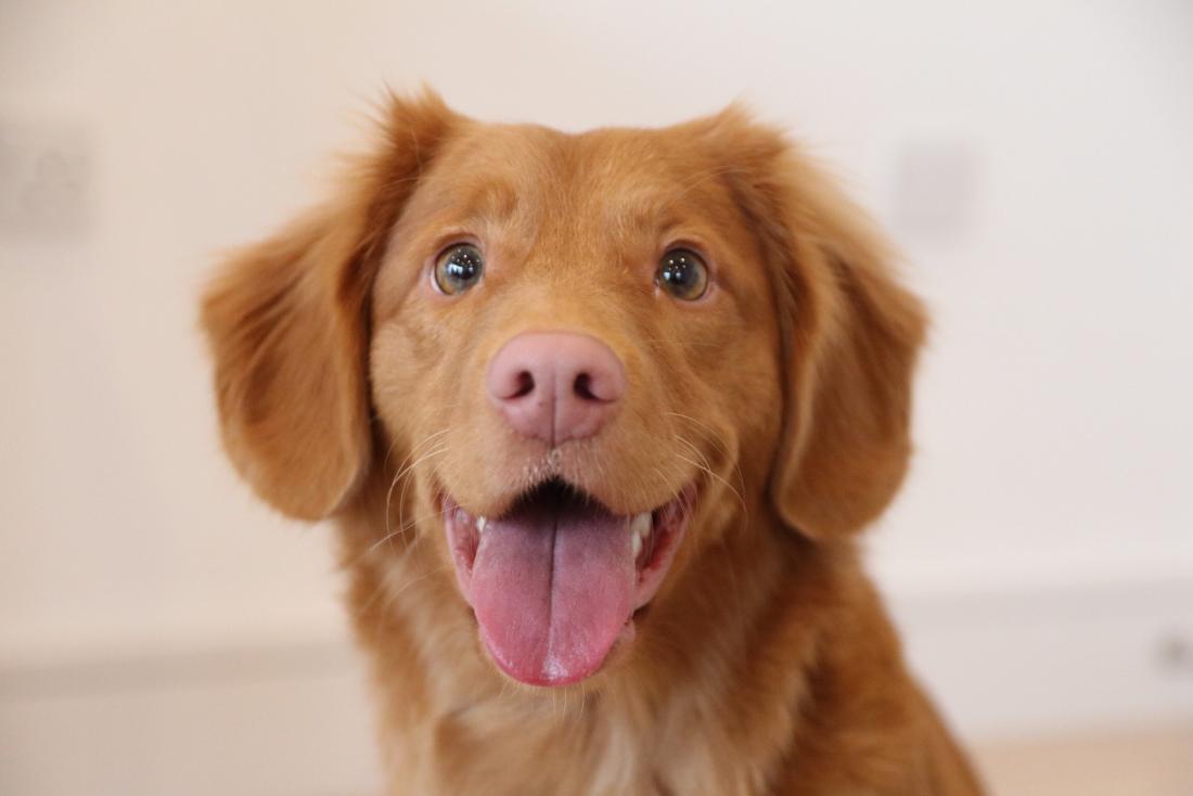 Simple daily routines that help dogs feel relaxed and steady