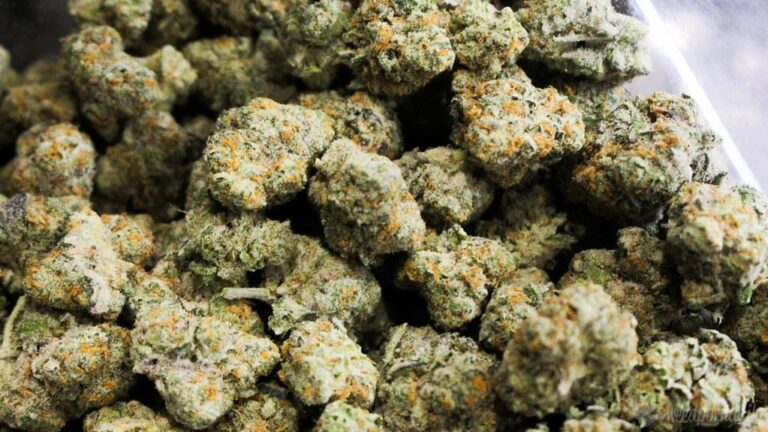 Hybrid Delta 8 Flower Balancing Multiple Strain Traits Within Single Products
